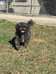 Pet boarding services Tracie's Dream Kennel in Prairieville in Louisiana