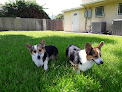 Pet boarding services Tradewinds Pet Suites in Waianae in HI