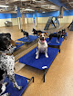 Pet boarding services Train And Play By Boston's Best Dog Walkers And Pet Services,llc in Boston in MA