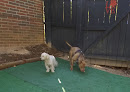 Pet boarding services Travelers Dog Boarding in Atlanta in GA