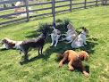 Pet boarding services Traveller's Stay And Play in Waynesville in OH