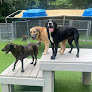 Pet boarding services Triangle Pet Resort in Raleigh in Wake