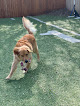Pet boarding services Tropical Tails Oklahoma Dog Daycare And Boarding in Bethany in OK