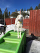 Pet boarding services Truckee-tahoe Pet Lodge in Truckee in California