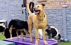 Pet boarding services Tucker Pup's Pet Resort in Chicago in Cook