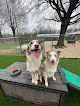 Pet boarding services Tuscarora's Country Club For Dogs in Mt Pleasant in North Carolina