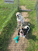 Pet boarding services Twin Cities Premier Dog Boarding in New Brighton in MN