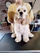 Pet boarding services Two Paws Up in Modesto in CA