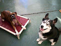 Pet boarding services Tyson Kennels in Menlo Park in California