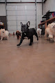 Pet boarding services Ultimutt Dog Care in Fort Smith in Arkansas