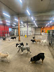 Pet boarding services Uncle Keith's Doggie Daycare in Columbus in OH