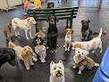 Pet boarding services Uncommon Dog in Holden in Maine