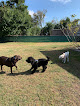 Pet boarding services Universal Dog Care Orlando, Dog Care And Dog Boarding in Orlando in Florida