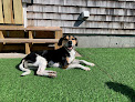 Pet boarding services Unleashed! Day Camp in South Kingstown in RI