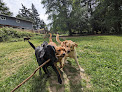 Pet boarding services Unleashed Dog Camp in Renton in Washington