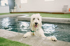 Pet boarding services Unleashed Dog Hotel in Murray in Utah