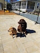 Pet boarding services Unleashed Pet Resort in Indian Trail in Union