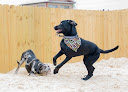 Pet boarding services Unleashed in Daphne in Alabama