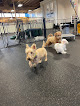 Pet boarding services Uptown Hounds in Lexington in Kentucky