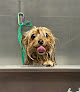 Pet boarding services Uptown Pet Spa Scottsdale in Scottsdale in Scottsdale, AZ