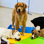 Pet boarding services Uptown Pup in Indianapolis in Indiana