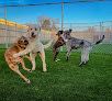 Pet boarding services Urban Doghouse Moore in Moore in Oklahoma