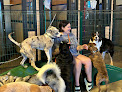 Pet boarding services Urban Hound in Reno in Nevada