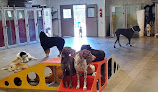 Pet boarding services Utah Dog Park Airport, A Thrive Pet Healthcare Partner in Salt Lake City in Utah