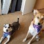 Pet boarding services Val Vista Pet Hotel in Palmdale in CA