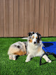 Pet boarding services Valley Pet Hotel in Rialto in CA