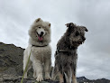 Pet boarding services Vca Alaska Pet Care Animal Hospital in Anchorage in Alaska