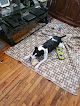Pet boarding services Vca Bath Animal Hospital in Bath in Maine