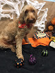Pet boarding services Vca Becker Animal Hospital in Homewood in Alabama