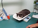 Pet boarding services Vca City Cats Hospital in Arlington in MA