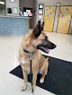 Pet boarding services Vca Eagle River Animal Hospital in Eagle River in Alaska