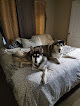 Pet boarding services Vca East Anchorage Animal Hospital in Anchorage in Alaska