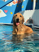 Pet boarding services Vca Kennel Club Resort & Spa in Torrance in CA