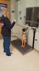 Pet boarding services Vca Lake Wales Animal Hospital in Lake Wales in Polk