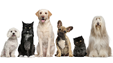 Pet boarding services Vca Mountain View Animal Hospital in Sandy in Salt Lake