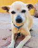 Pet boarding services Vca Tri City Animal Hospital And Acacia Cat Hospital in Tempe in Arizona