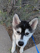 Pet boarding services Vca Valley Pet Resort in Tucson in Tucson, AZ