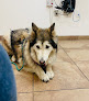Pet boarding services Vca Veterinary Care Animal Hospital And Referral Center in Albuquerque in New Mexico