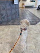 Pet boarding services Vca Welborn Animal Hospital in Kansas City in Kansas