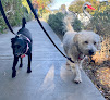 Pet boarding services Venice Dog Boarding - The Next Best Thing To Home Sweet Home in Venice in California