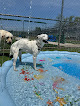 Pet boarding services Vera's Posh Paws Moore - Dog Daycare, Boarding And Grooming in Moore in OK