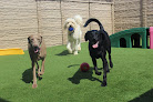 Pet boarding services Vera's Posh Paws Okc in Oklahoma City in OK