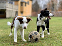Pet boarding services Vermont Critter Sitters in Morrisville in Lamoille