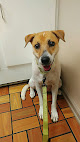 Pet boarding services Vestavia Animal Clinic in Vestavia Hills in Alabama