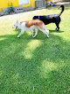Pet boarding services Vip Dog Hotel in Dallas in Dallas