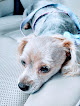 Pet boarding services Vip Grooming And Pet Hotel in Huntsville in Alabama